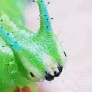 Meet your Posher, Lydia